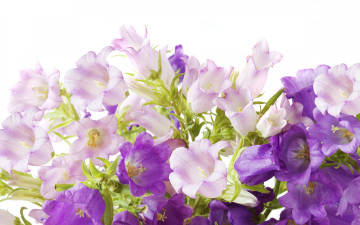 Картинка цветы колокольчики фиолетовые flowers campanula