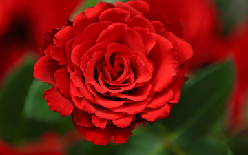 Картинка цветы розы алая роза бутон фон макро