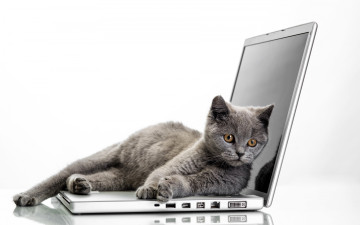 Картинка животные коты laptops ноутбук cats кот glance