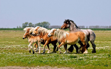 Картинка животные лошади кони жеребенок луг