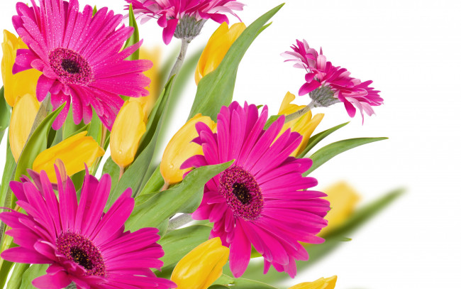 Обои картинки фото цветы, разные вместе, tulips, розовые, герберы, gerberas, капли, тюльпаны, pink