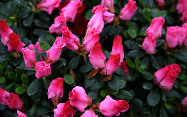 Обои картинки фото цветы, рододендроны , азалии, розовые, бутоны, азалия
