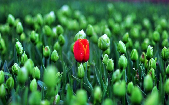 Обои картинки фото цветы, тюльпаны, красный, тюльпан, поле, зеленые, бутоны