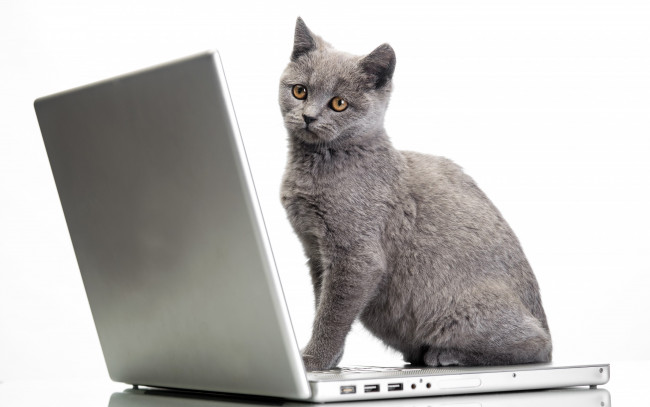 Обои картинки фото животные, коты, ноутбук, laptops, cats, glance, кот