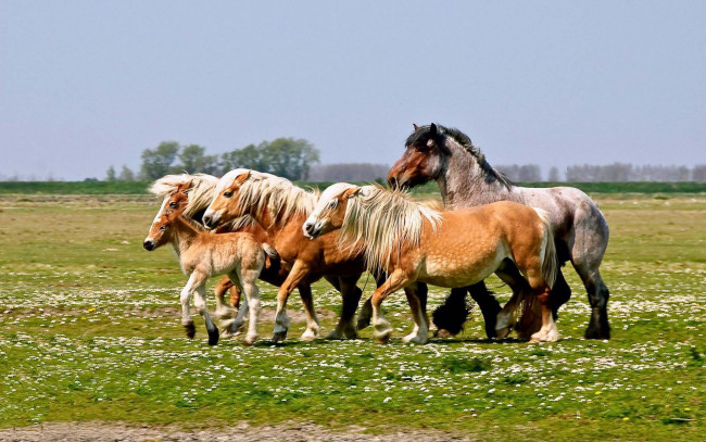 Обои картинки фото животные, лошади, кони, жеребенок, луг