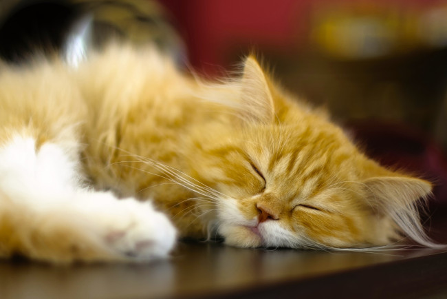 Обои картинки фото животные, коты, рыжая, спящая, сон, кошка, персидская
