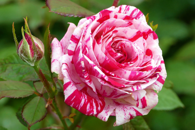 Обои картинки фото цветы, розы, roses, бутон, роза, pink
