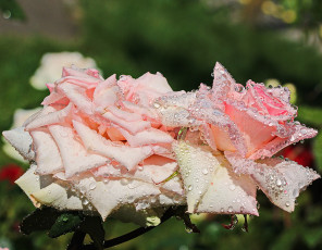 Картинка цветы розы цветение роза розовая роса капли лето