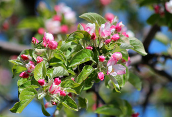 Картинка цветы цветущие+деревья+ +кустарники яблоневый цвет красота яблоня цветение природа май дача весна
