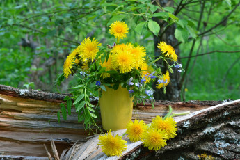 Картинка цветы одуванчики лето букет природа