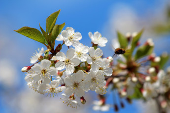 Картинка цветы сакура +вишня май красота дача вишнёвый цвет вишня весна цветение природа