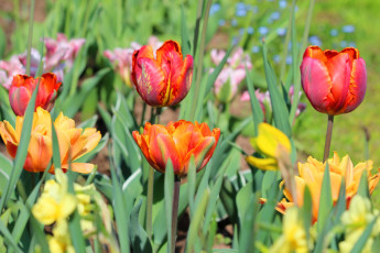 Картинка цветы тюльпаны май красота дача весна цветение природа