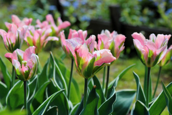 Картинка цветы тюльпаны природа красота май весна дача цветение