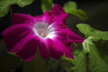 Картинка цветы петунии +калибрахоа brightness color petunia цвет яркость петуния flowers