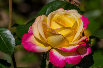 Картинка цветы розы розовая листья роза цветение лепестки