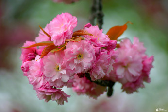 обоя цветы, сакура,  вишня, весна, цветение, ветка