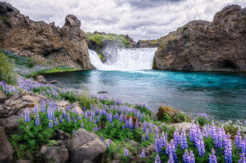 Картинка природа водопады люпин цветы пейзаж вода водопад