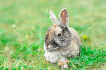 обоя животные, кролики,  зайцы, кролик, природа, трава, ушки, животное
