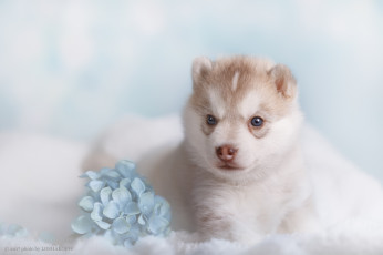 Картинка животные собаки фото боке собака цветы фон