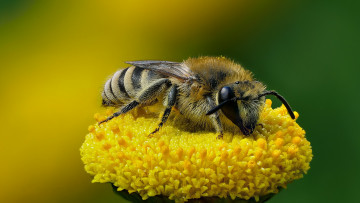 Картинка животные пчелы +осы +шмели оса