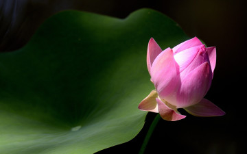 Картинка цветы лотосы лотос бутон фон лист макро