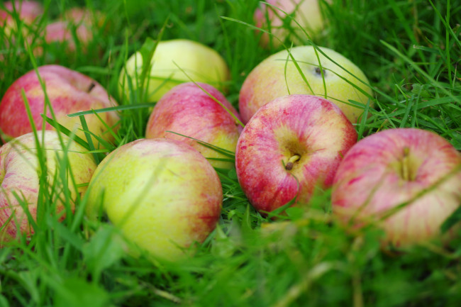 Обои картинки фото еда, Яблоки, трава, зелено-розовый, яблоки, природа