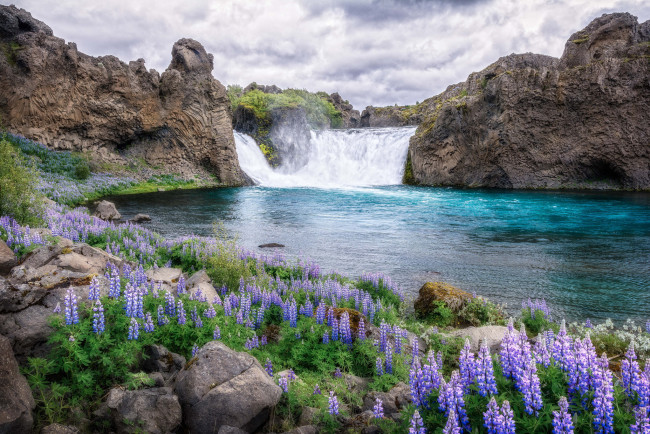 Обои картинки фото природа, водопады, люпин, цветы, пейзаж, вода, водопад