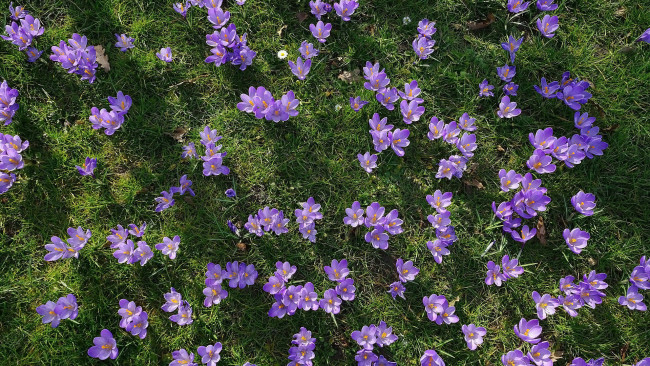 Обои картинки фото цветы, крокусы, лиловые, весна