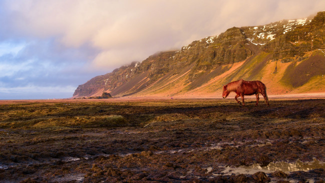 Обои картинки фото животные, лошади, лошадь, бурая, поле, скалы