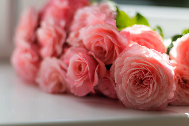 Обои картинки фото цветы, розы, розовые, нежность