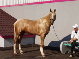 Картинка золотая лошадь животные лошади
