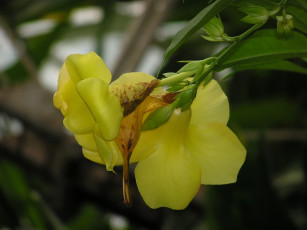Картинка цветы алламанда