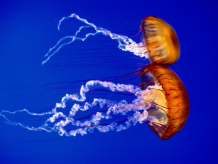 обоя животные, медузы