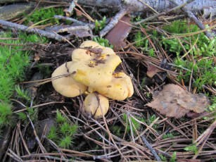 Картинка природа грибы иголки мох листья ветки