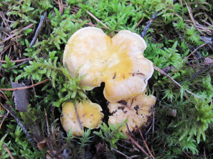 Картинка природа грибы мох иголки грибная семейка
