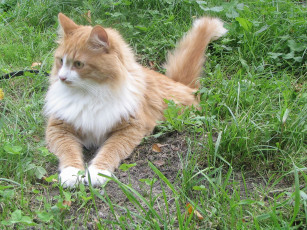 Картинка животные коты рыжий сибирский кот