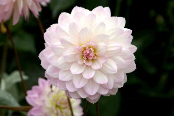 Картинка цветы георгины круглый бледно-розовый