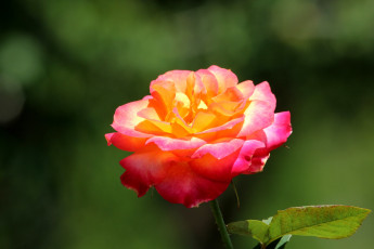 Картинка цветы розы светящийся розовый