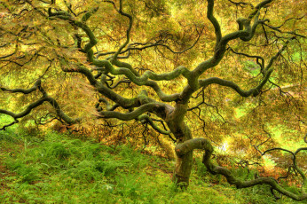 Картинка природа деревья мох