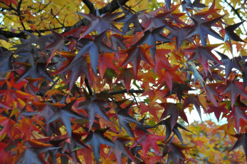 Картинка природа листья осень клен желтый красный