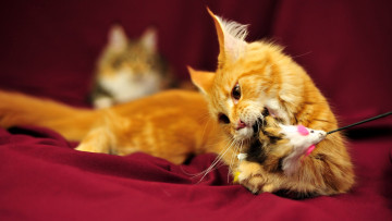 Картинка животные коты коетнок мейн-кун