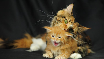 Картинка животные коты котёнок материнство
