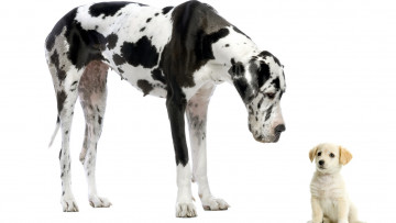Картинка животные собаки щенок дог