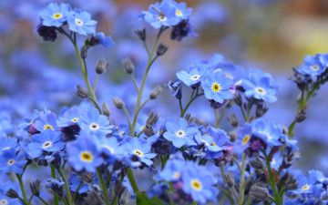 обоя цветы, незабудки, голубые, много