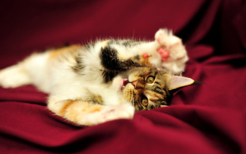 Картинка животные коты мейн-кун коетнок