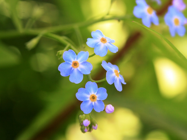 Обои картинки фото цветы, незабудки, голубые