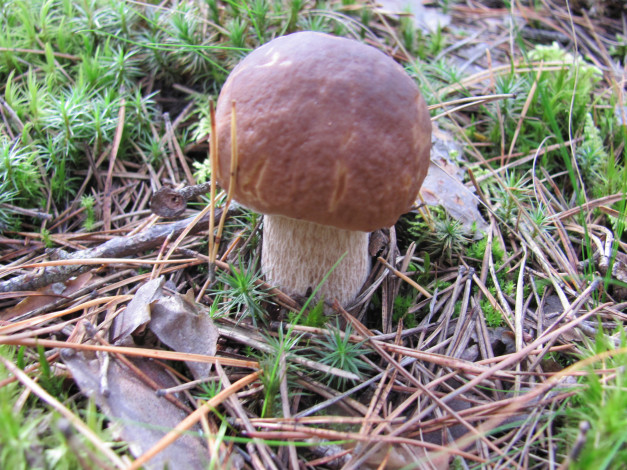Обои картинки фото природа, грибы, белая, ножка, коричневая, шляпка