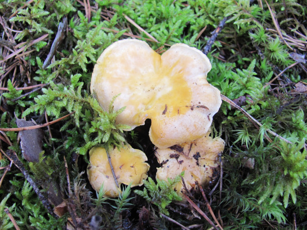 Обои картинки фото природа, грибы, мох, иголки, грибная, семейка