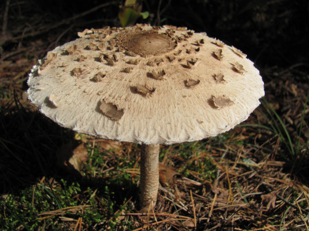 Обои картинки фото природа, грибы, зонтик