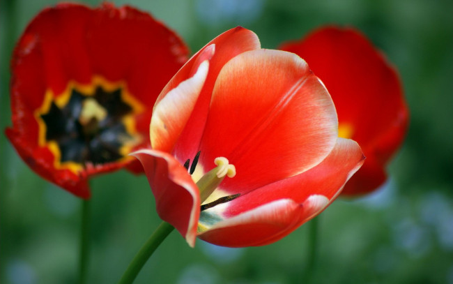 Обои картинки фото цветы, тюльпаны, тычинка